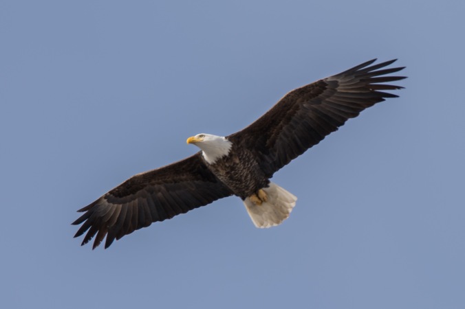 Bald Eagle flies overhead, dispersing the Mallards I was watching.
